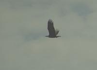 Bad Bald Eagle Pic 